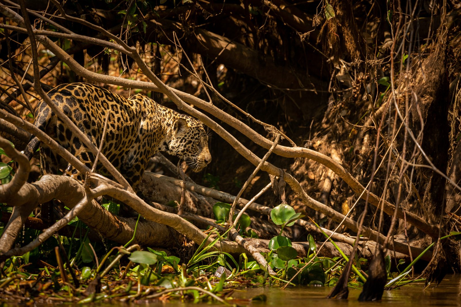 Beautiful and endangered american jaguar in the nature habitat. Panthera onca, wild brasil, brasilian wildlife, pantanal, green jungle, big cats.