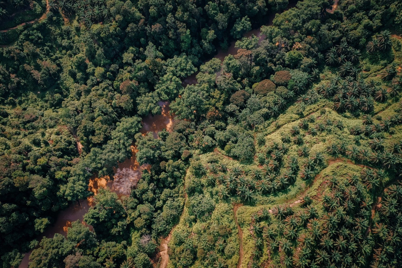 Conheça os Seis Biomas do Brasil e Suas Características