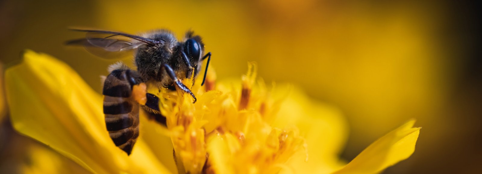 close-up-insect-yellow-flower copiar cópia